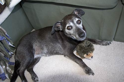 Thanks Oreo and pack!!!!!