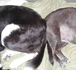 At least he had a bath today and isn't his usual stinky self.