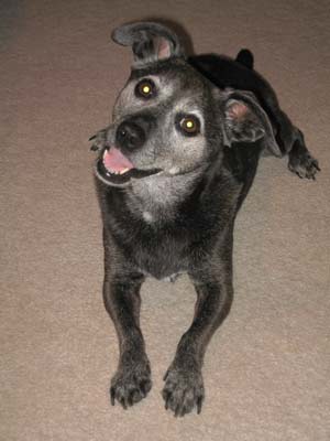 Is it time for my rawhide stick yet.