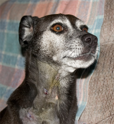 Someone should take some lessons from the local beauty school before shaving me again!