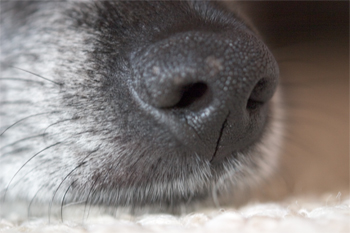 I've heard that the pigment loss in my nose is because I drink from a plastic bowl.