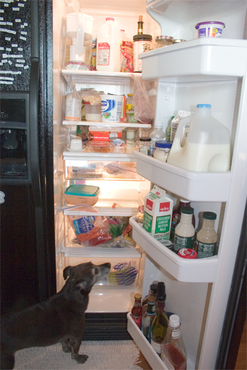 Too bad I can't reach that can of kibble