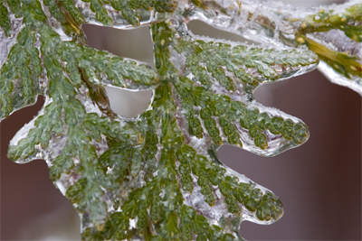 Someone likes his new macro lens.