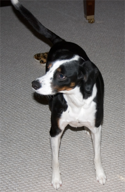 Silly whigle.  There isn't anyone at the door.