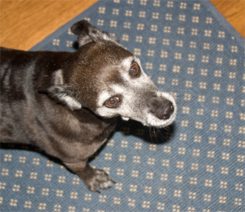 During a good bark, my wiskers go forward.