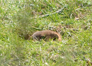 Go back into hibernation silly whistle pig!