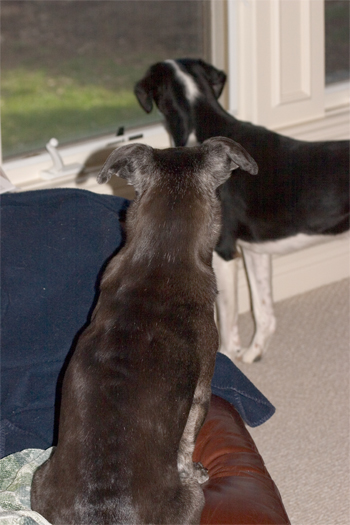 Is that woodchuck still out there?