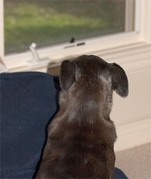 I wonder what would be the best way to cook a groundhog...