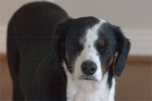 Silly whigle.  Just go to bed already!