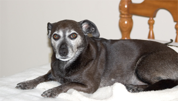 Enjoying my warming pad.