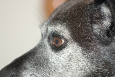 Watching out for the return of Puddles.