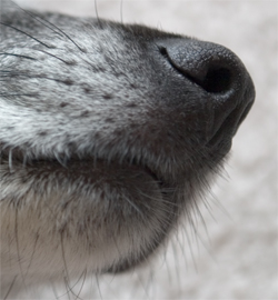 Still have all of my whiskers.