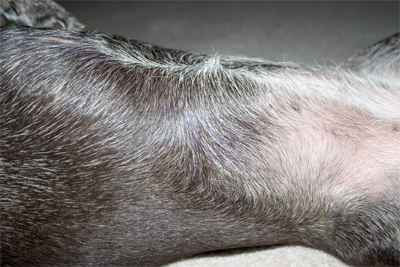 Bella belly in all its glory