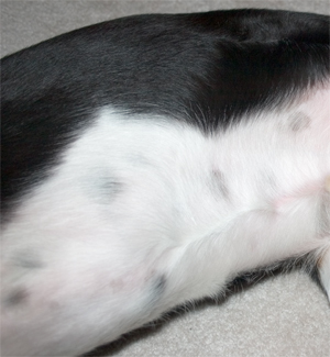 Bello bellies are also nice