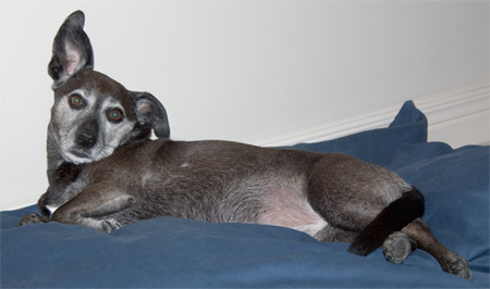 LB sporting a carefree new eardo.