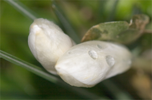 I'm hoping for an early spring too!