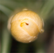 I hope you don't regret that bloom, Mr. Crocus.