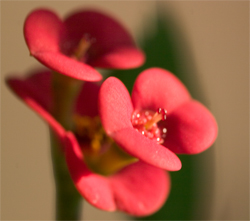 Doesn't have to deal with the cold so it is okay that it blooms now.