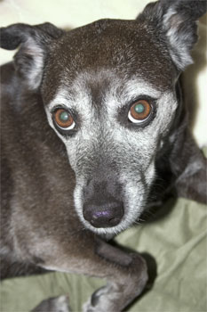 Boss man, why didn't you bring me a burrito?