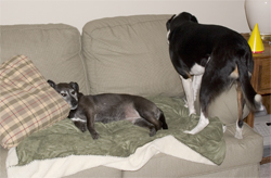 If only he was a little smaller.