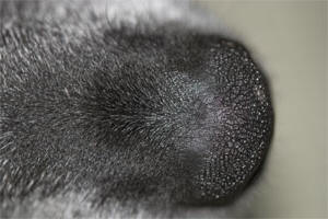 It was  a good day for sniffing.