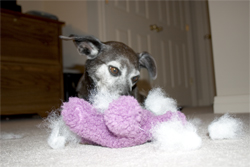 Flying is hard when you have normal sized ears.