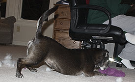 Don't forget to stretch your tail.  It will get a work out too.