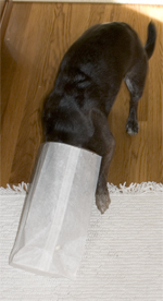 Food, NOOOOO, it is just an empty bag!  I guess three out of four isn't bad.