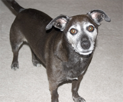 Taking matters into my own paws.