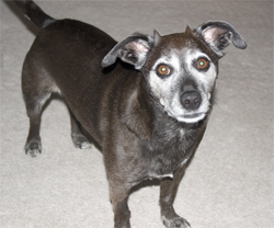 The devil made me do it.