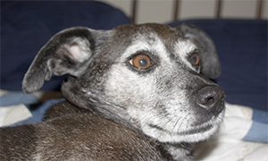 Sometimes bed is the safest place to be.