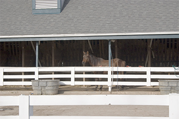 There were regular horses too.