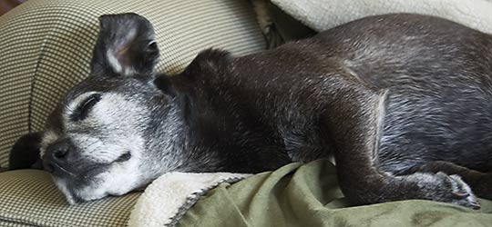 Nothing like a good nap on a rainy day!