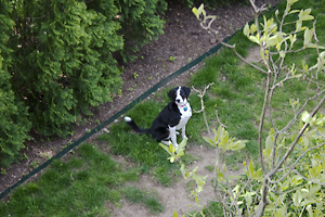 Backyards are over rated if you ask me.