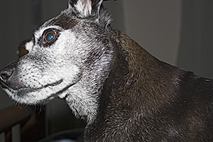 I'm a dog, what did you expect?