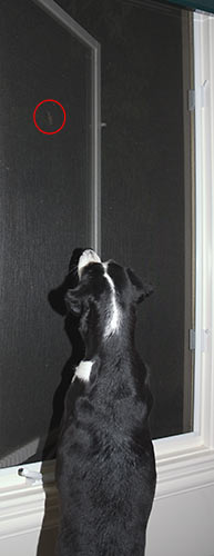 Could he be any stranger???