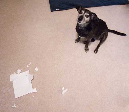 Next time give with the rawhide.