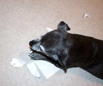 First shred into little pieces then chew well before swallowing.