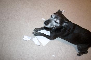 Not quite ice cream either.