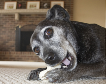 Yesterday would have been a good time to have a rawhide.