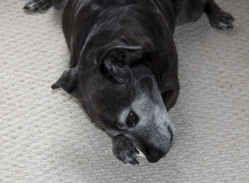 Muttzarella sticks are a fabulous way to start the day.