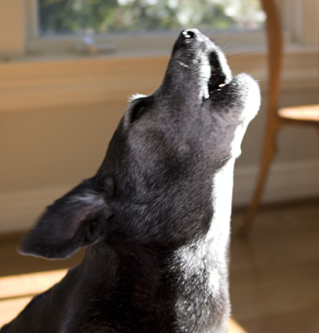 I have a wonderful howl.