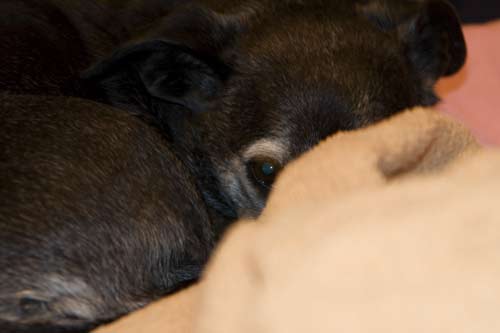 It made me sad that the cheddar and bacon cheese and crackers didn't taste right.