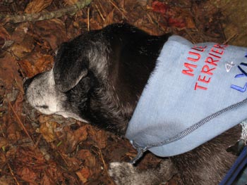 He didn't even offer to kiss babies or shake anyone's paw.