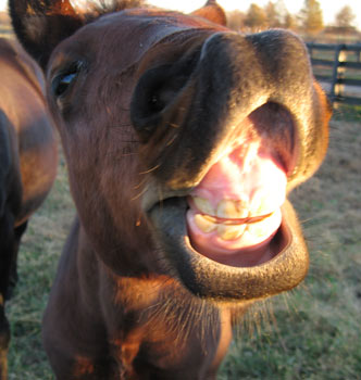 He could stand to brush.