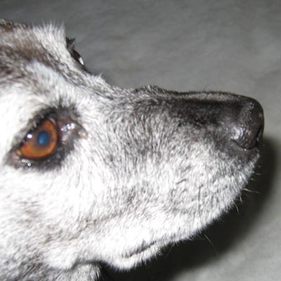 Tusks might be handy.