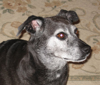 We forgot to stop for custard.