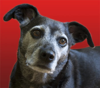 I would have thought it came with more ice cream.