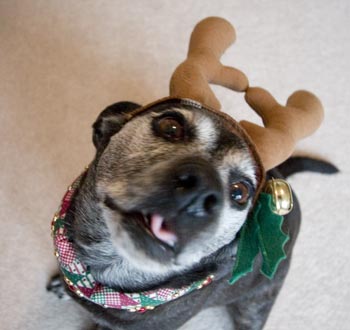 I'm ready to eat some holiday cheer.  Mmm, cookies.