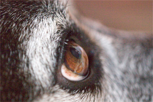 okay, now you have my attention with, say, carrots